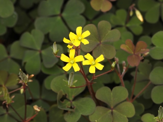 茎の赤い雑草・アカカタバミ