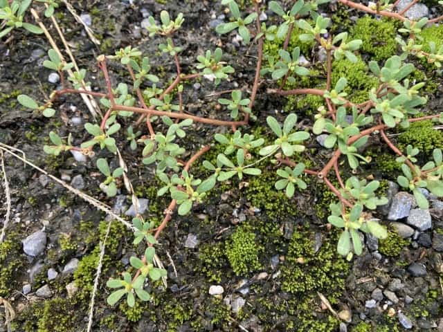 茎の赤い雑草・スベリヒユ
