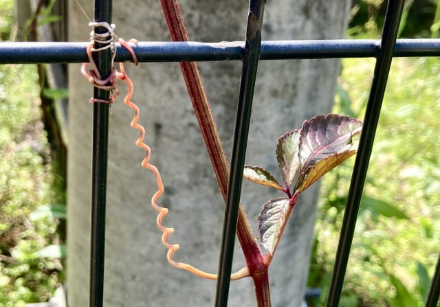 茎の赤い雑草・ヤブカラシ