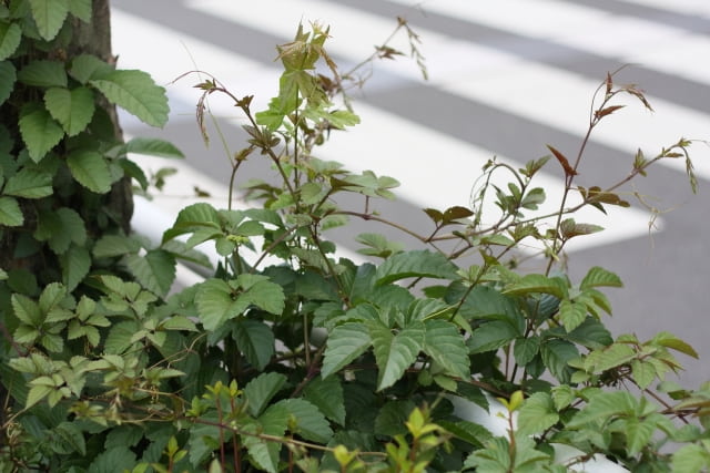 茎の赤い雑草・ヤブカラシ2