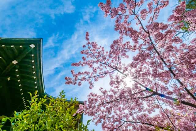 桜神宮の桜、河津桜